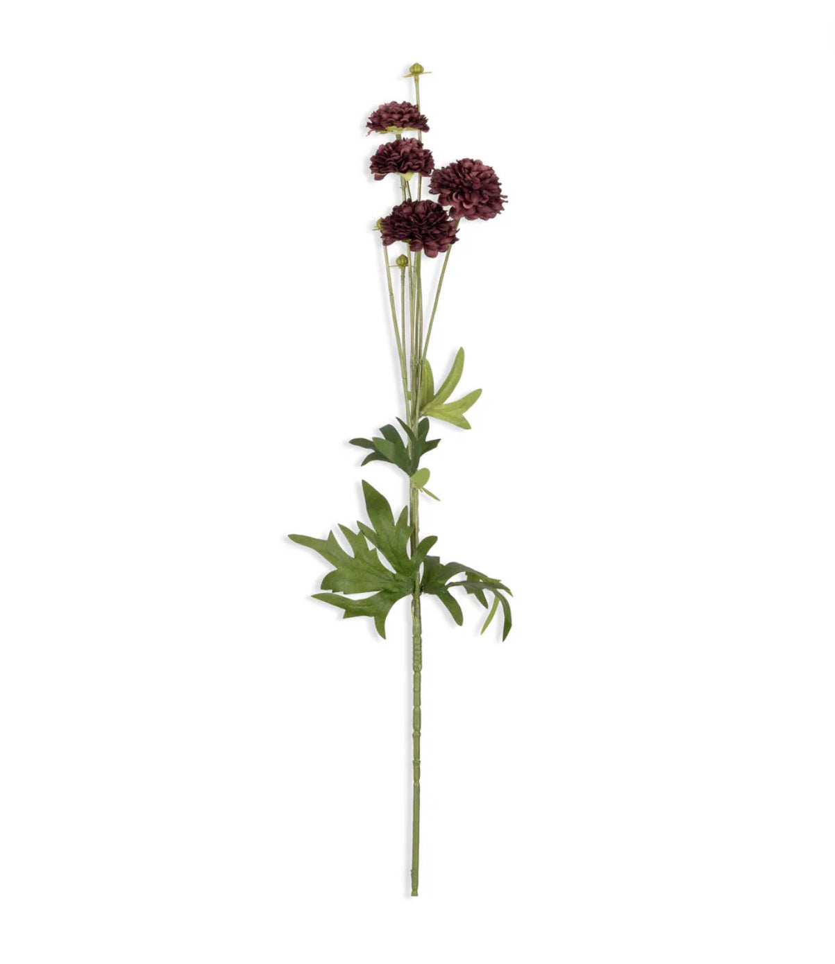 Deep Red Clove Stem