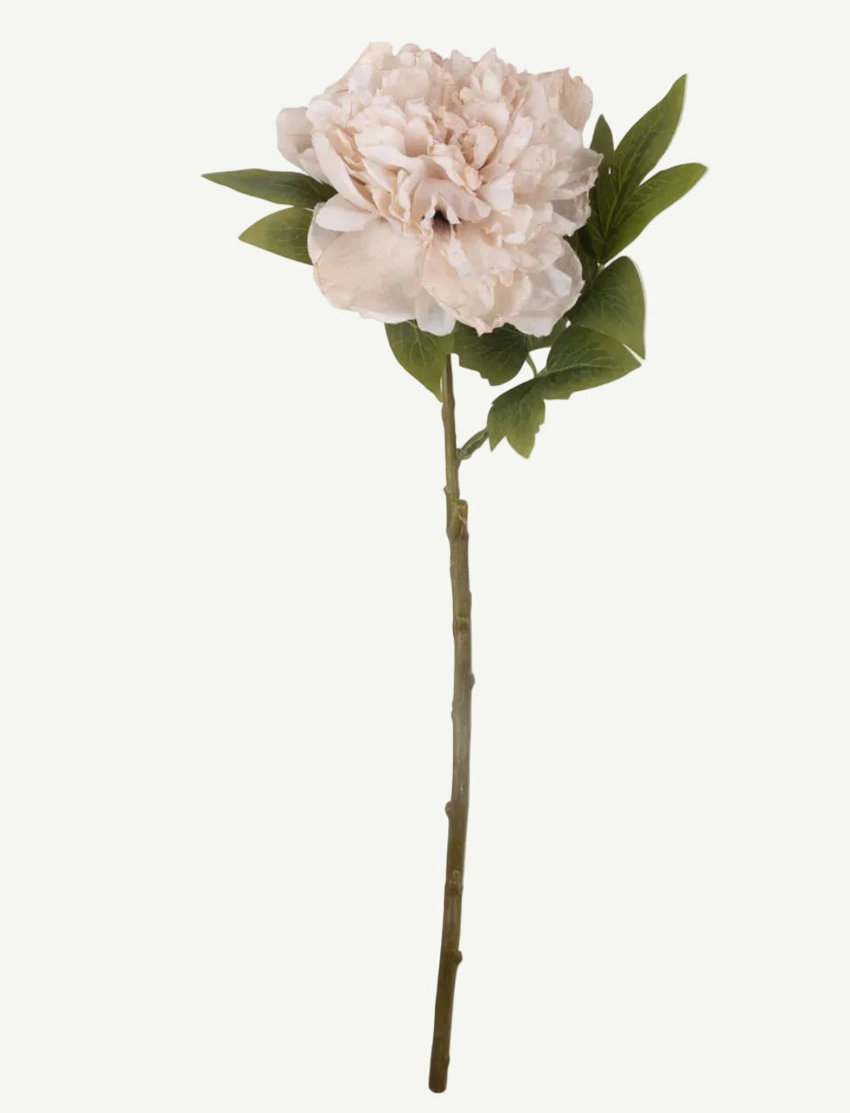 White Peony Flower
