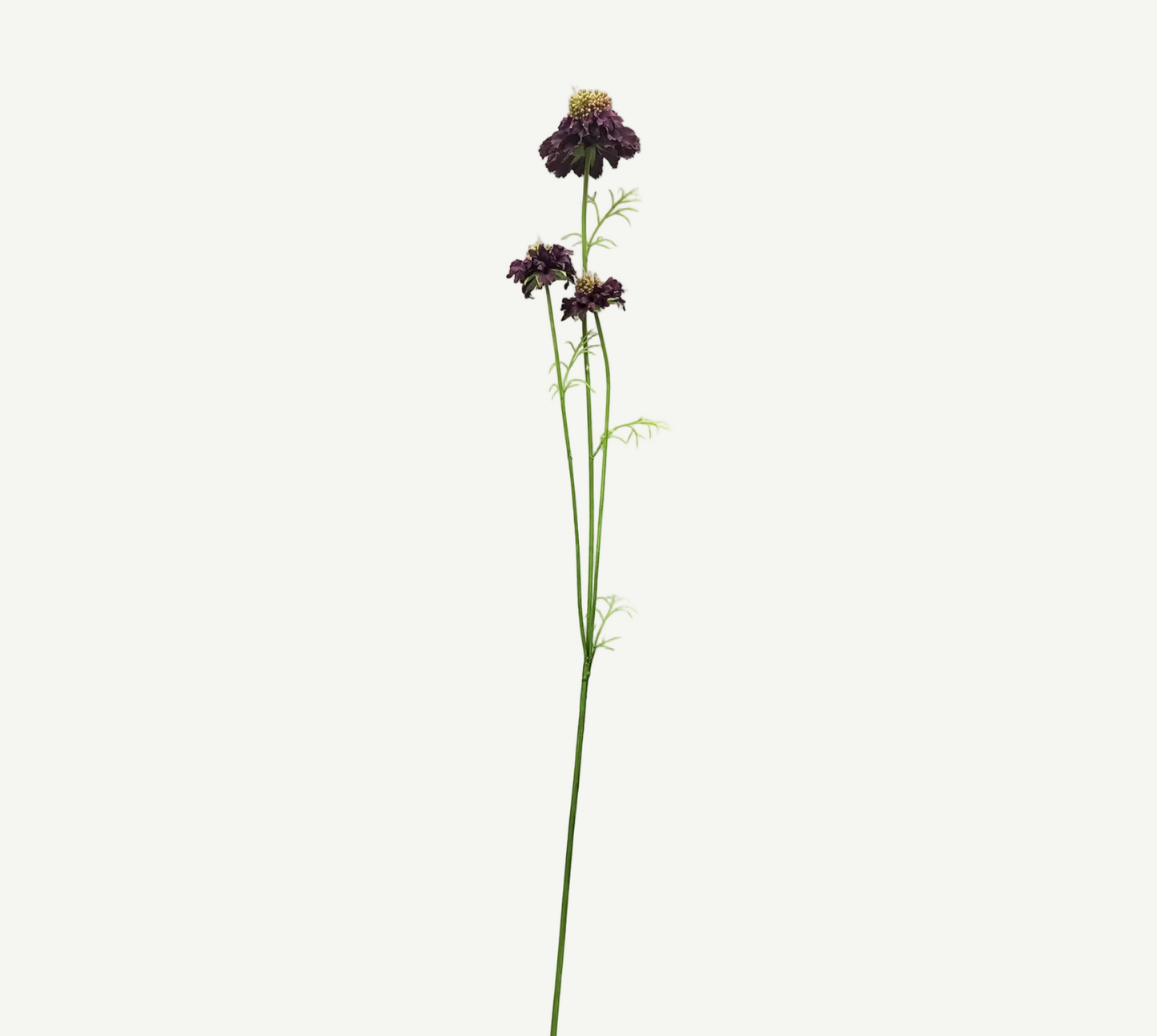 Red Pincushion Flower Stem