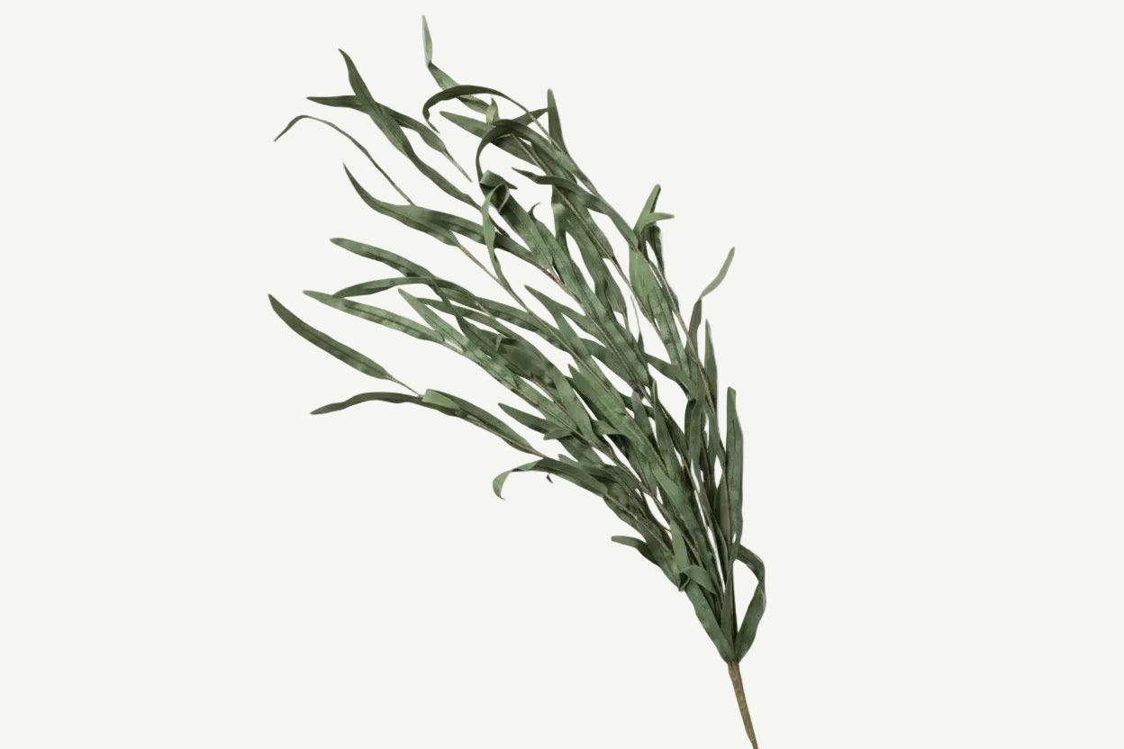 Willow Branch