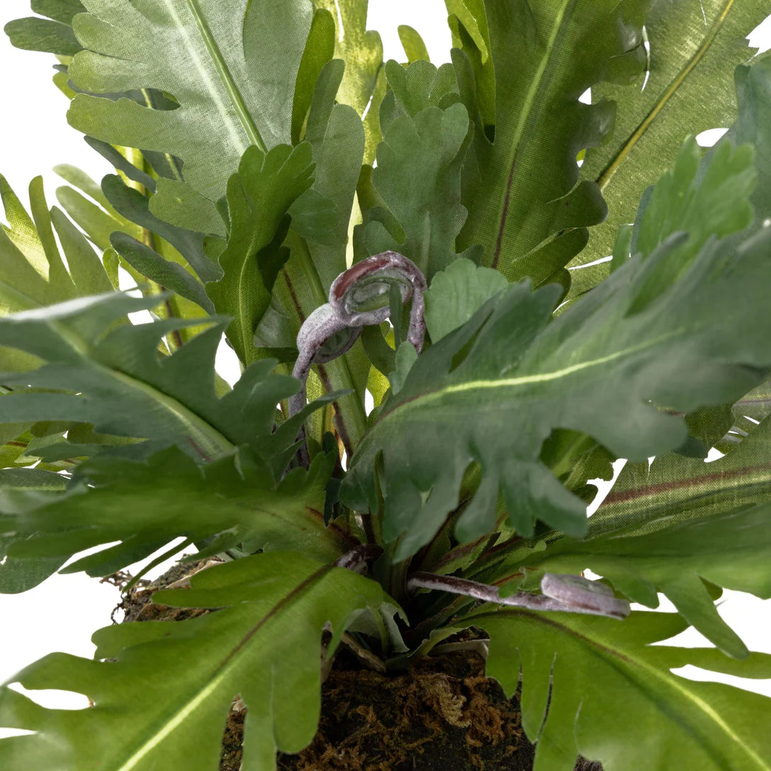 15” Birds Nest Fern