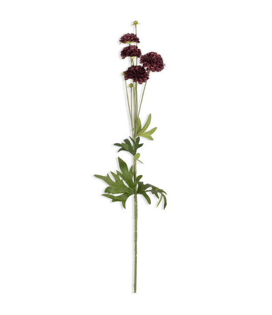 Deep Red Clove Stem