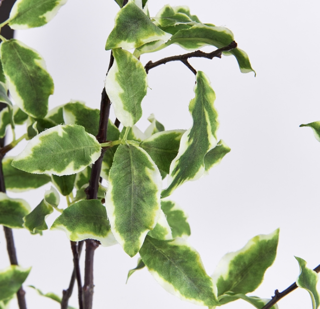 VARIEGATED LEAF BRANCH