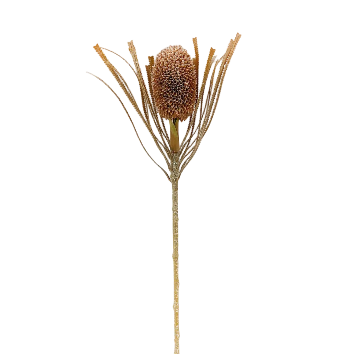 Banksia Pod Stem
