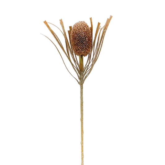 Banksia Pod Stem