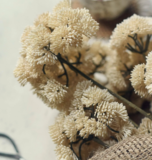 Sedum Stem
