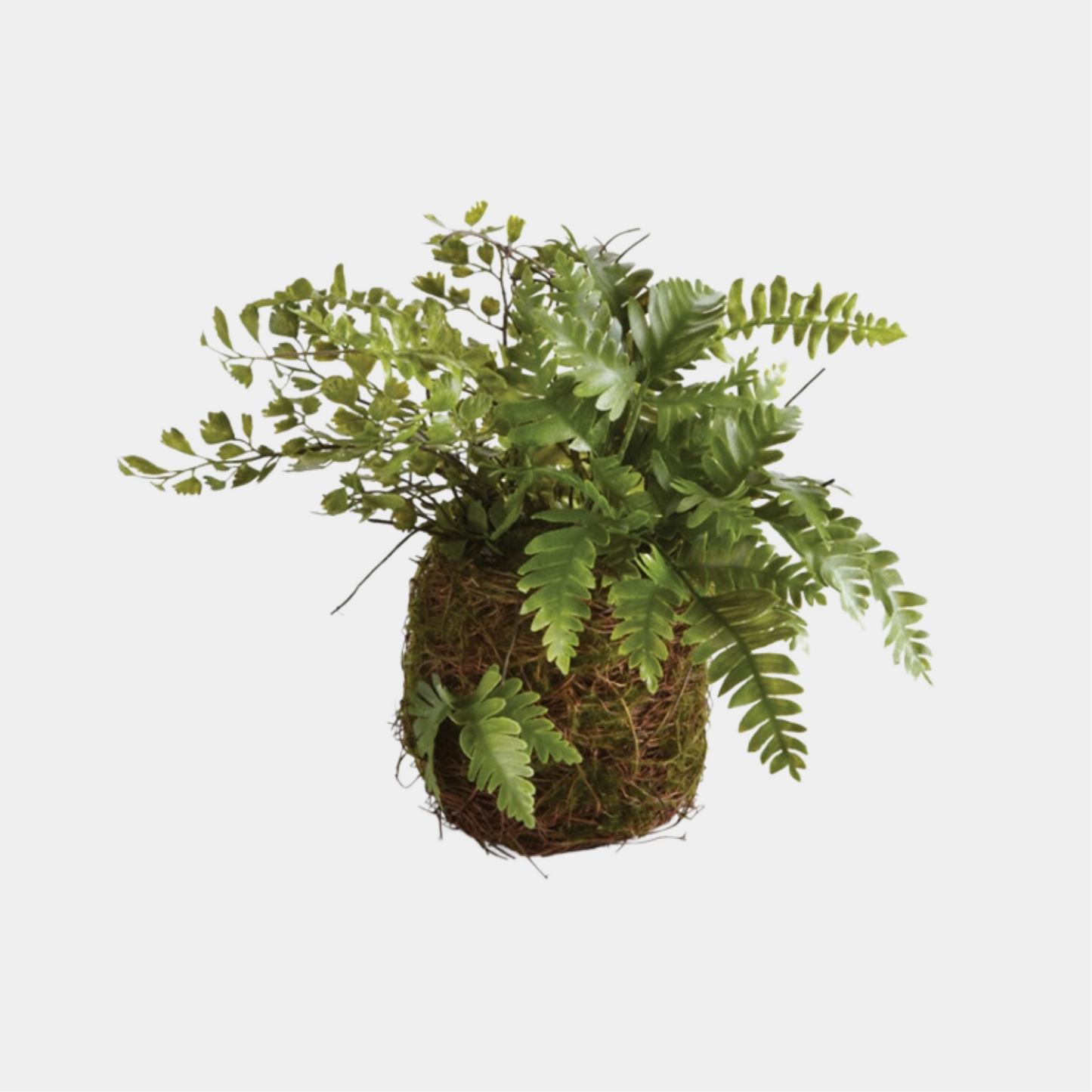 MIXED FERN DROP IN 8"