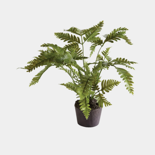 LADY FERN 8"