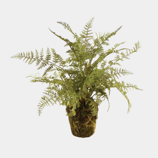 SOFT FERN 13"