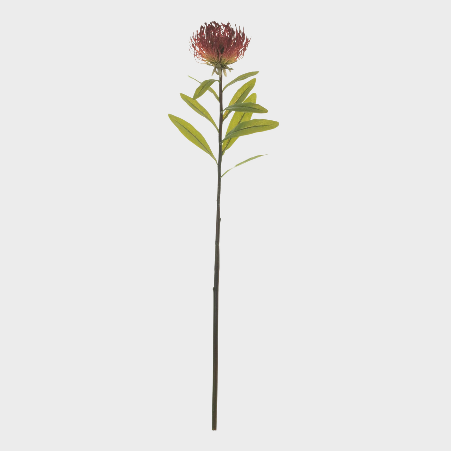 Small Protea Spray