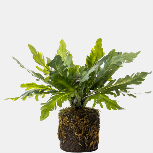 15” Birds Nest Fern