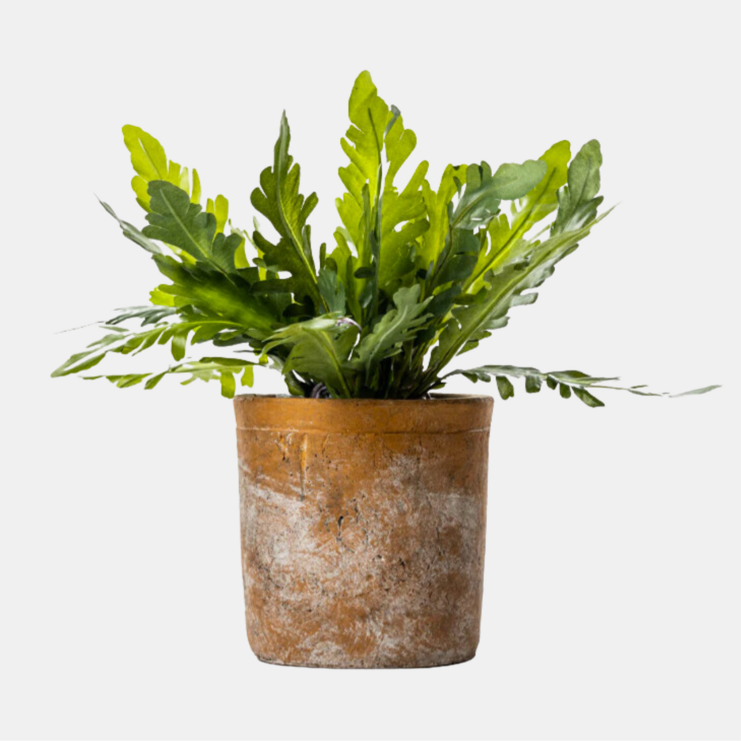 15” Birds Nest Fern