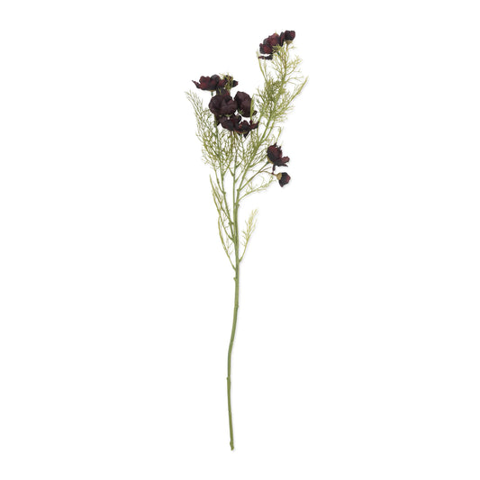 Burgundy Cosmos